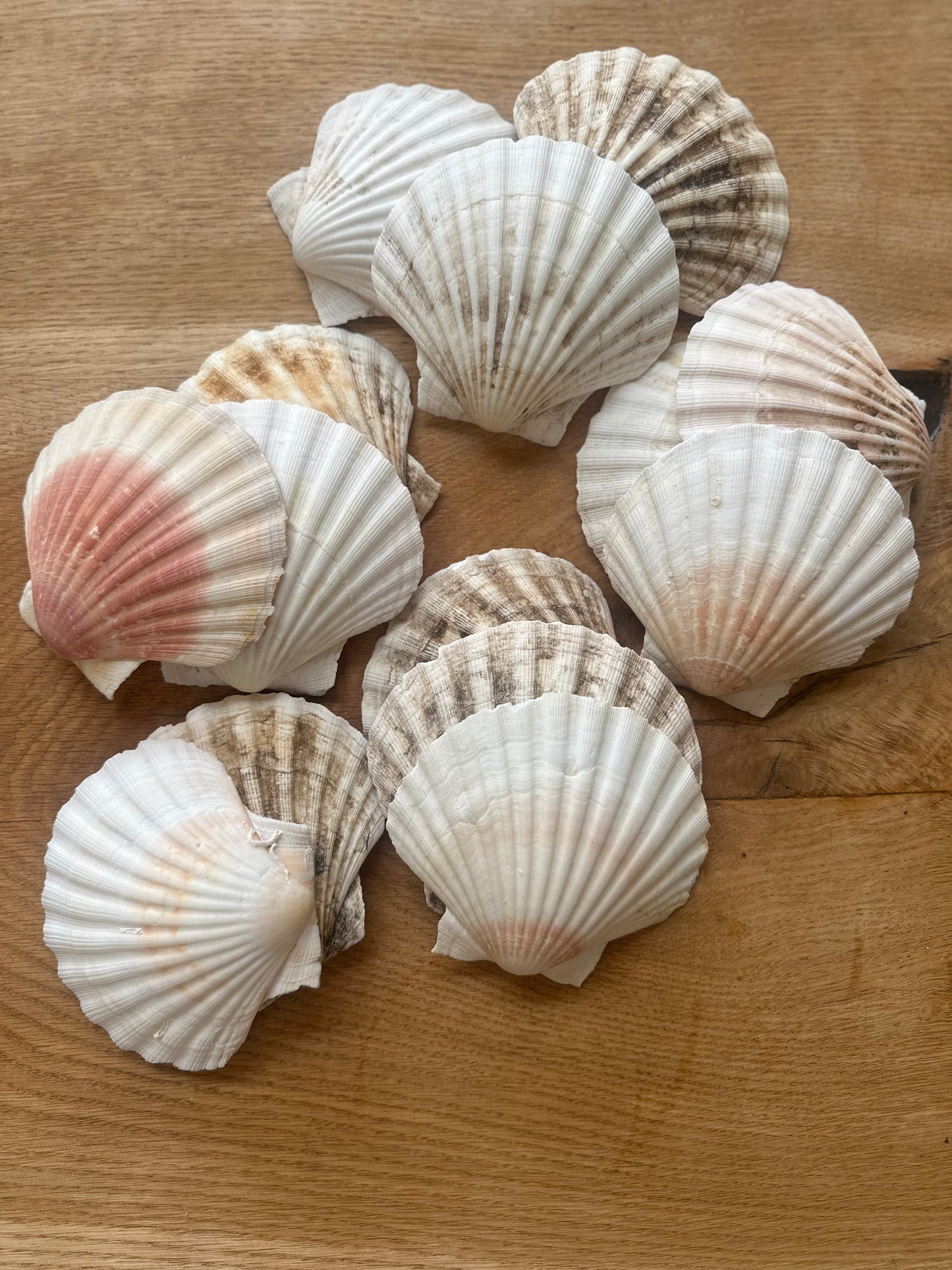14 large scallop shells various shades