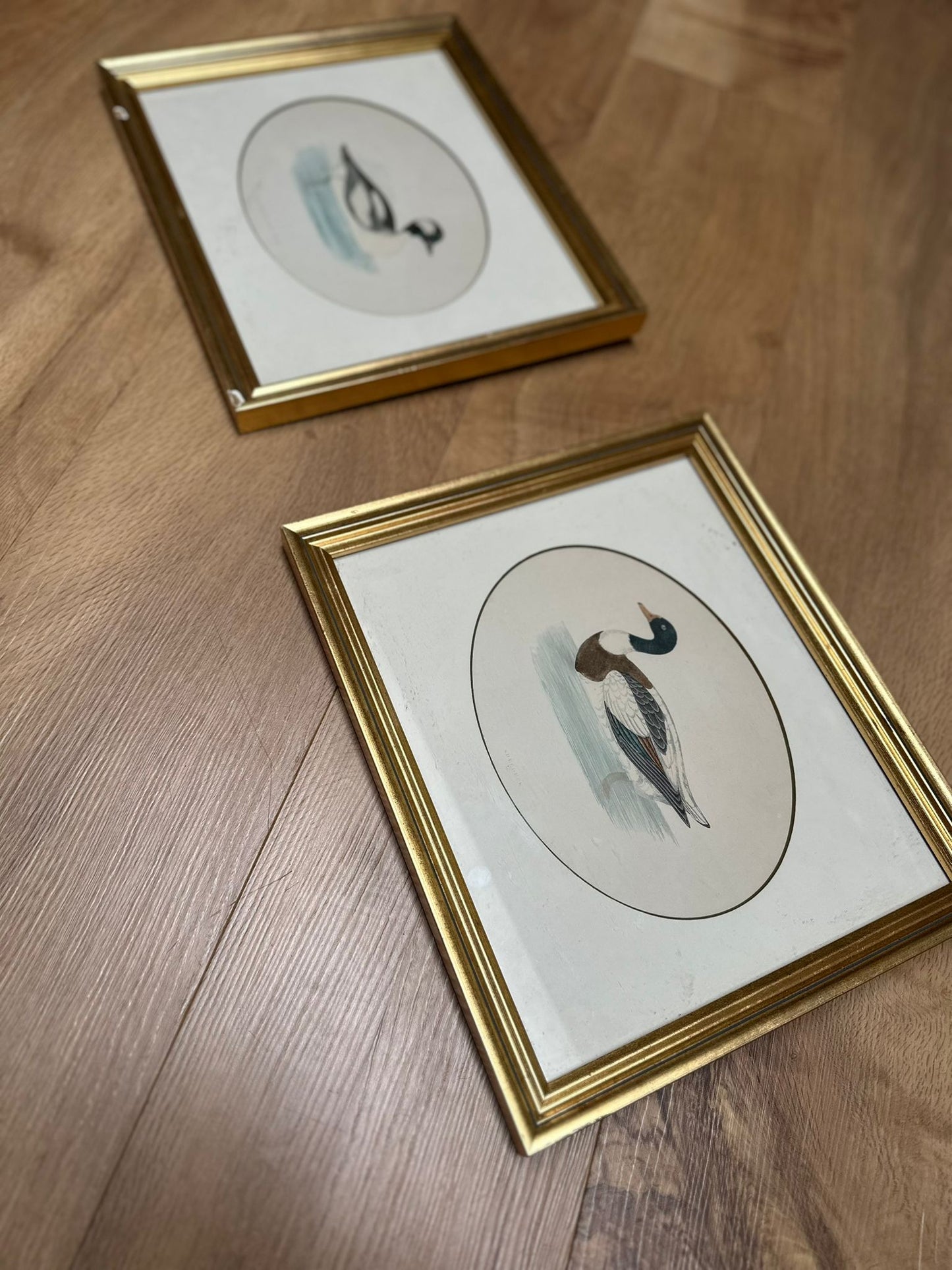 2 Edwardian duck species prints framed