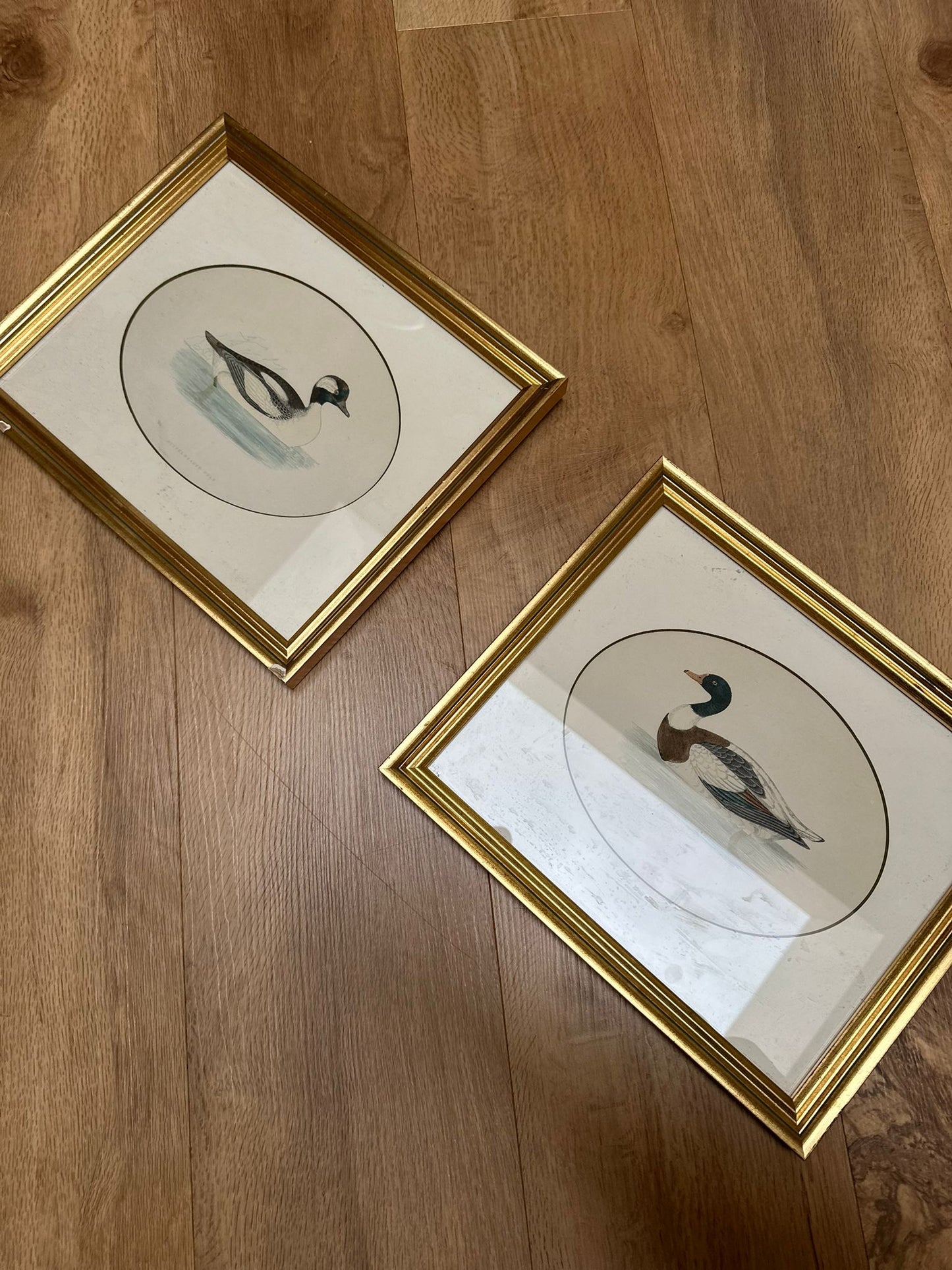 2 Edwardian duck species prints framed