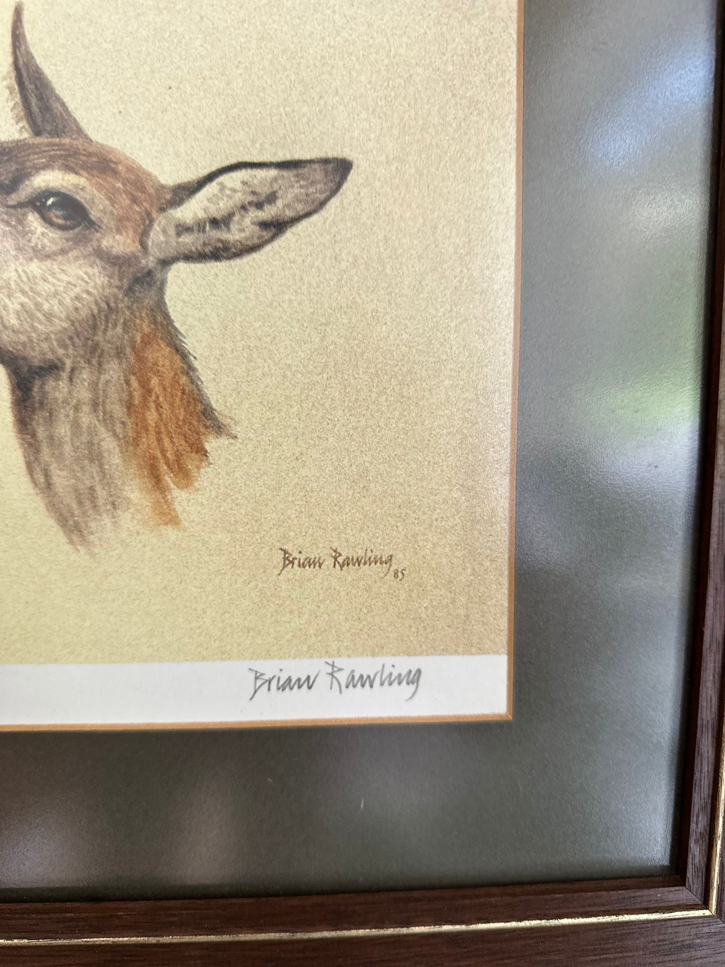 vintage limited edition deer print framed large