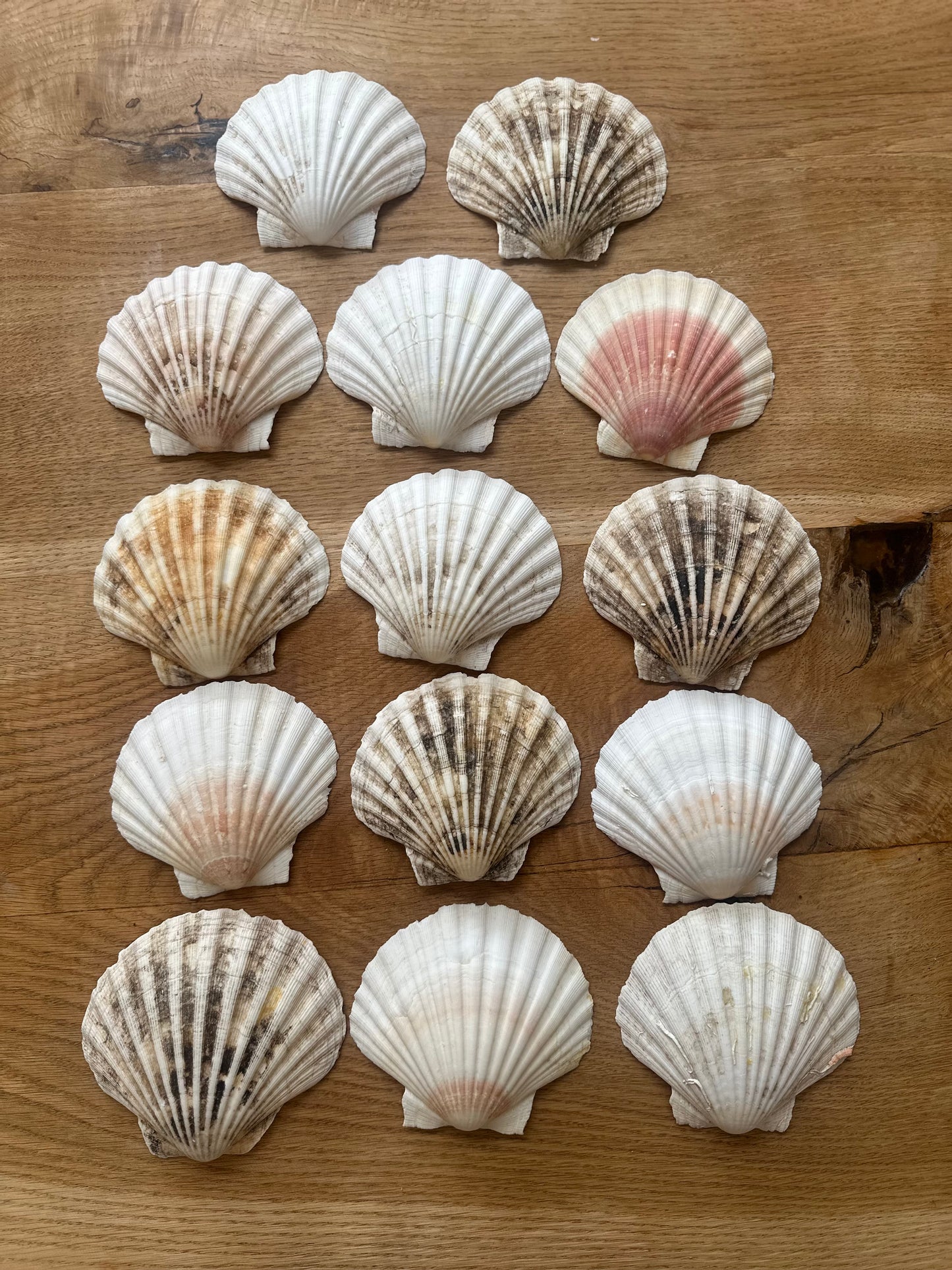 14 large scallop shells various shades