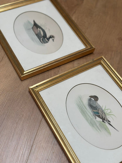 2 Edwardian vintage duck species prints framed