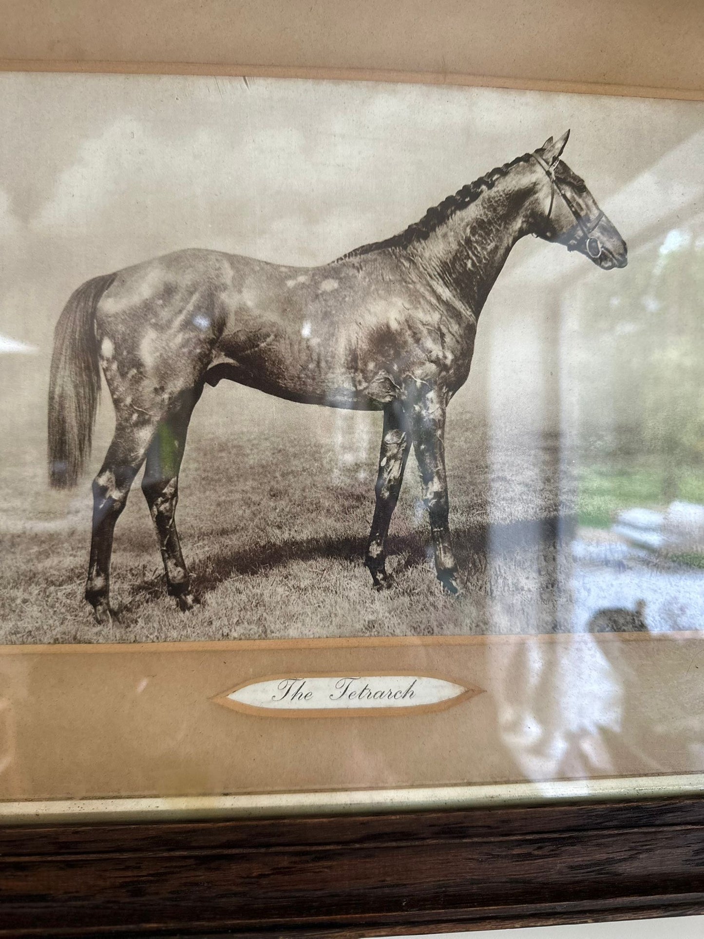 vintage horse 🐴 picture print framed