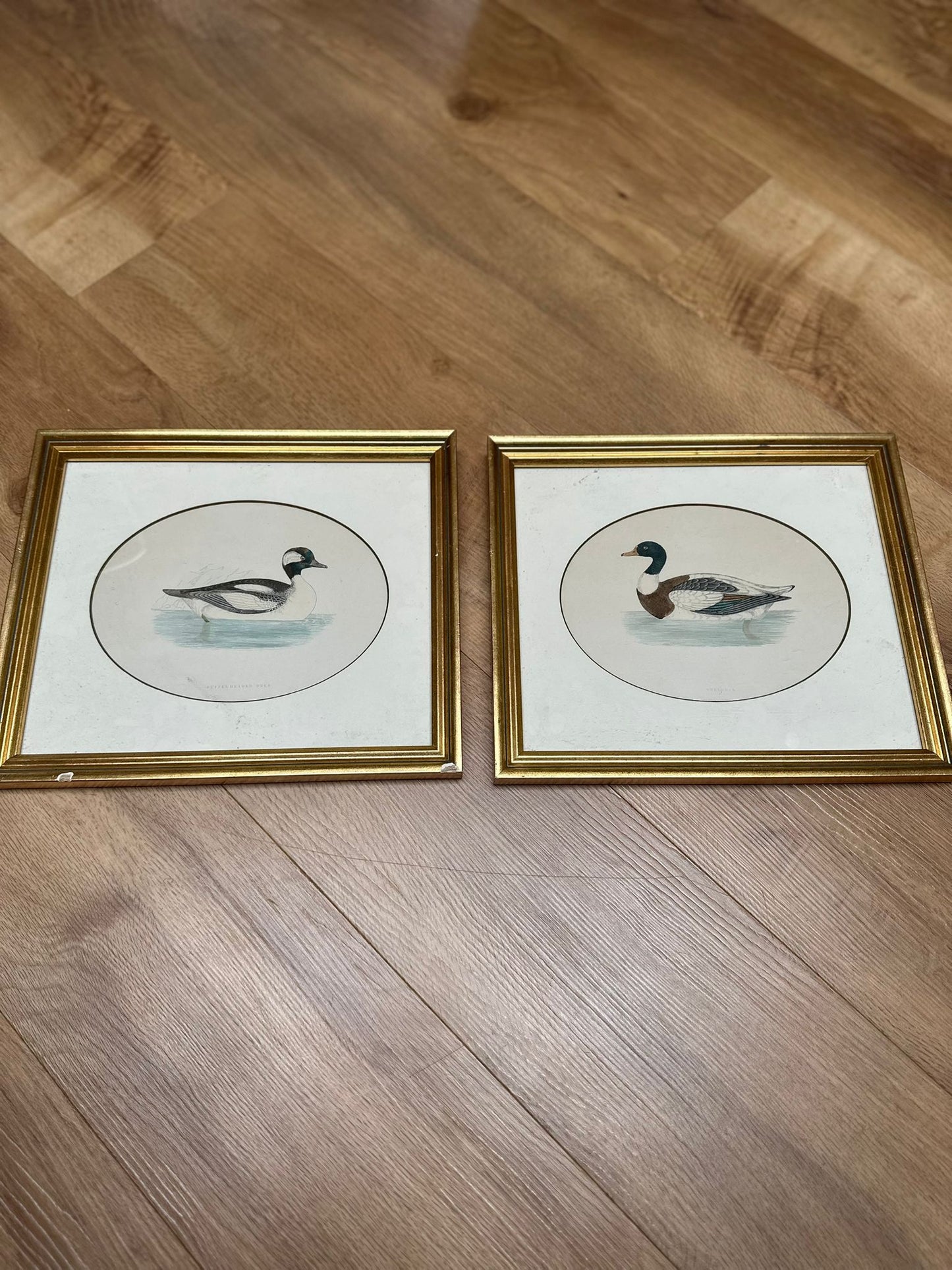2 Edwardian duck species prints framed