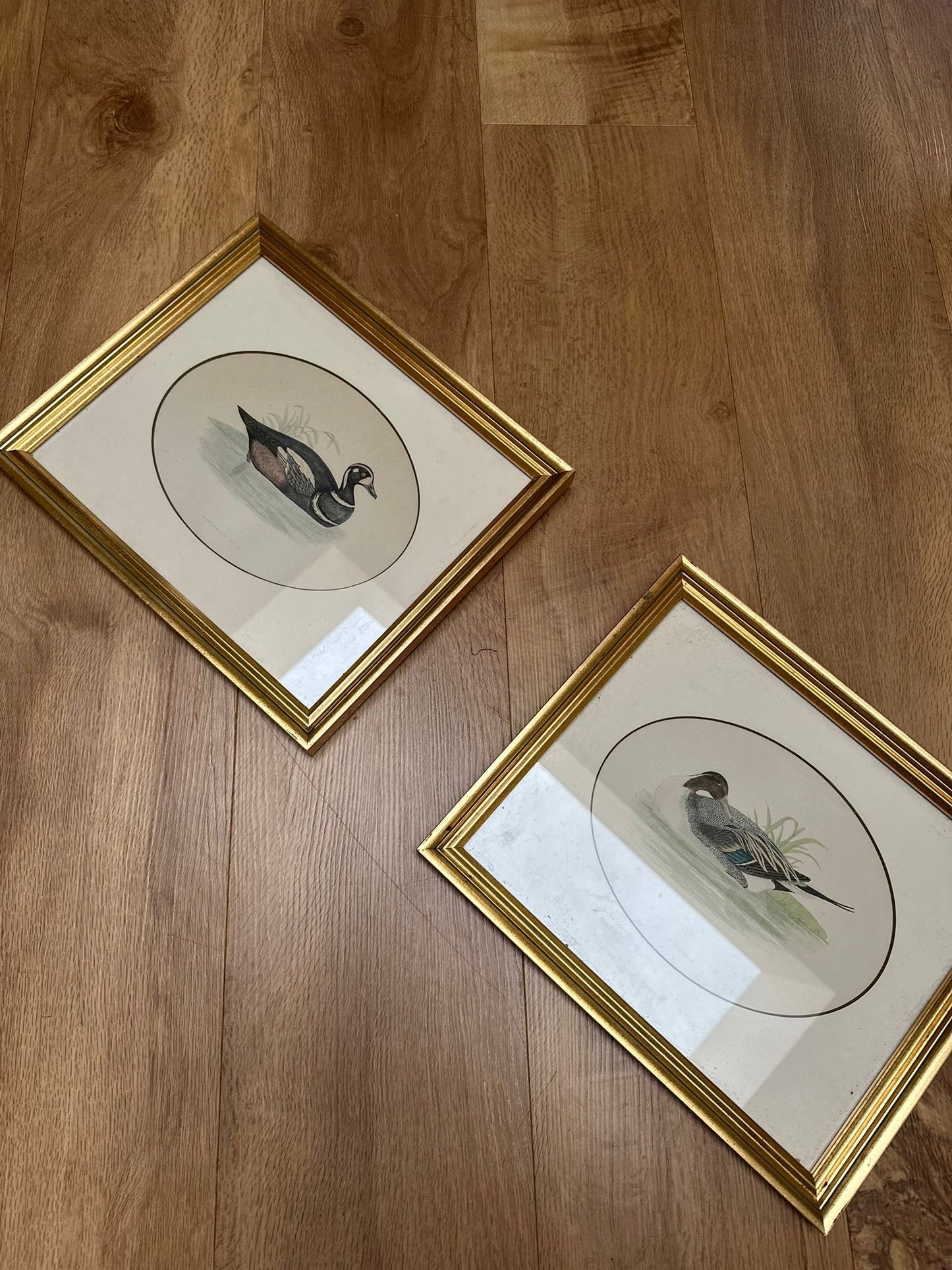 2 Edwardian vintage duck species prints framed