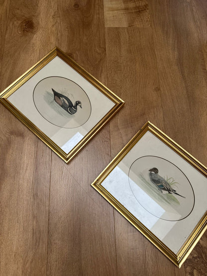 2 Edwardian vintage duck species prints framed