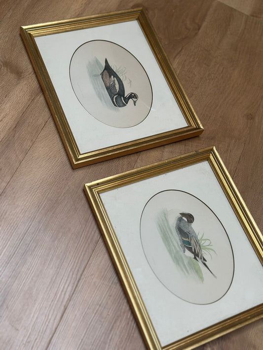 2 Edwardian vintage duck species prints framed
