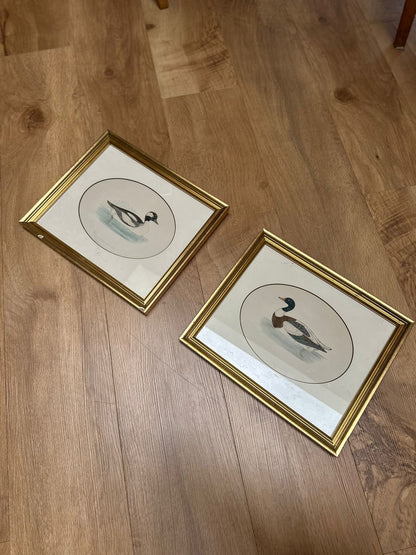 2 Edwardian duck species prints framed