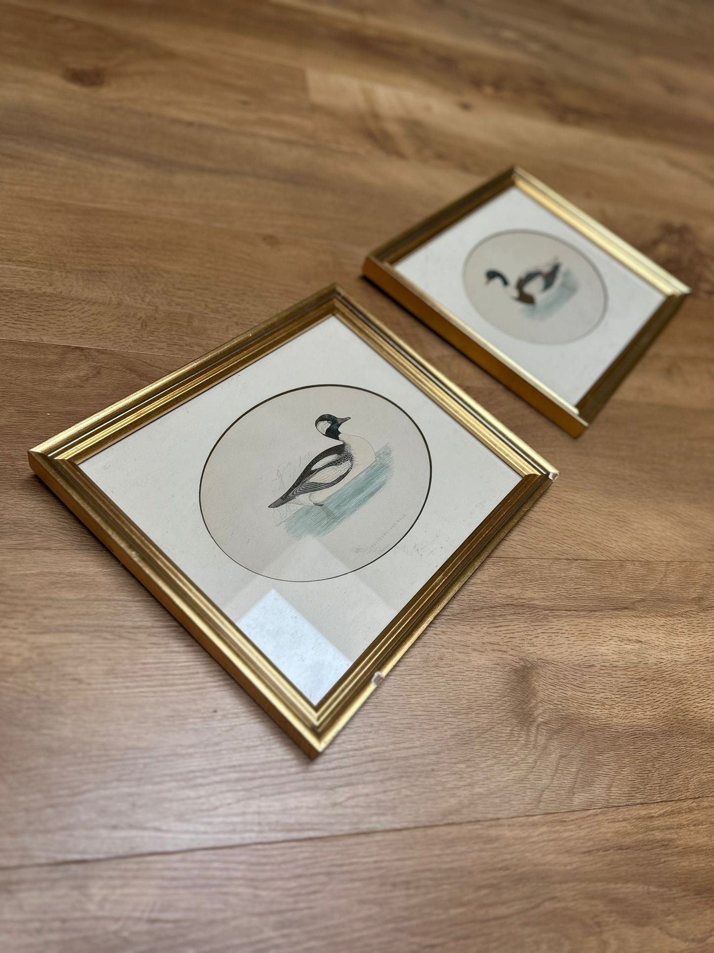 2 Edwardian duck species prints framed