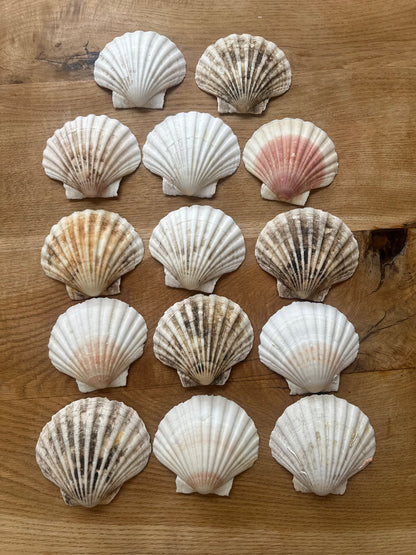 14 large scallop shells various shades